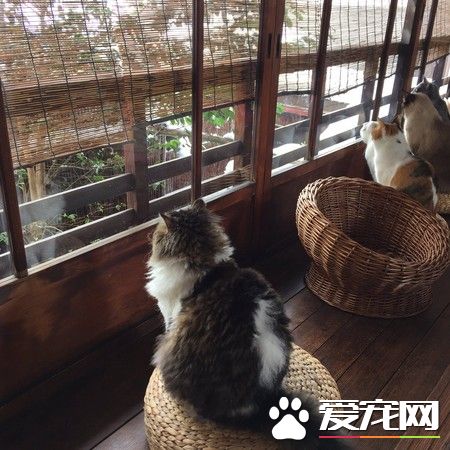东京大雪超美 一群猫咪在窗前赏雪似有禅意