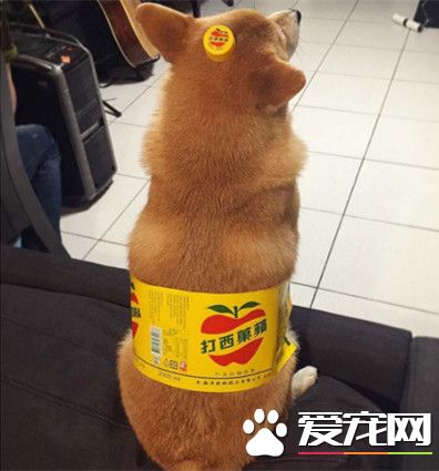 最佳汽水代言狗 柴犬化身汽水品牌做广告