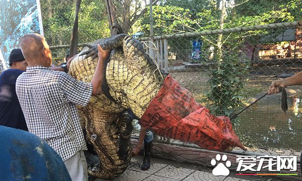 泰国巨鳄趁淹水逃出公园 抓它回来还需要起重机