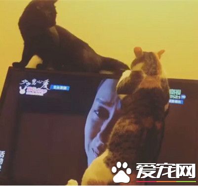 猫咪看古装剧 2只猫咪看的入迷爬电视机险摔