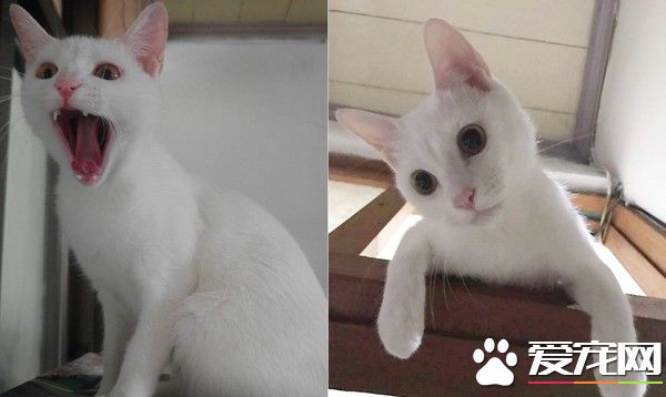 整个家都是猫咪的健身房 猫咪在门框练单杠