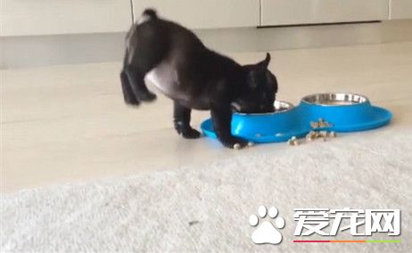 法斗吃饭兴奋到飞起来 屁股翘高高差点倒栽葱