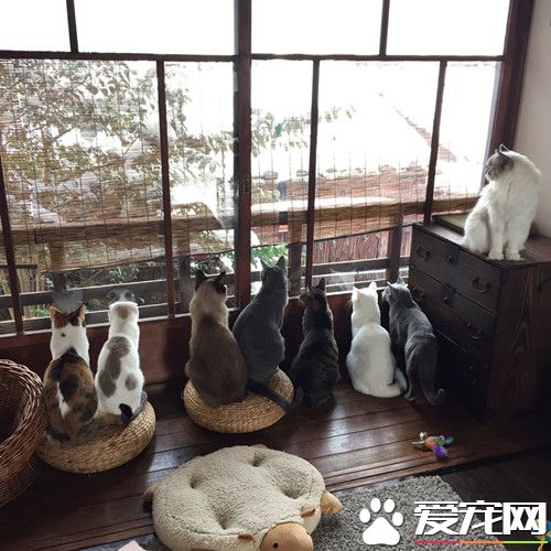 东京大雪超美 一群猫咪在窗前赏雪似有禅意