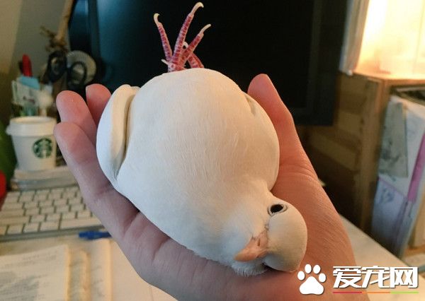 白鸽躺主人手上撒娇 身体肥美像一颗白萝卜