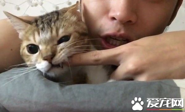 主人早安吻猫咪满脸 只为叫醒猫咪让它起床