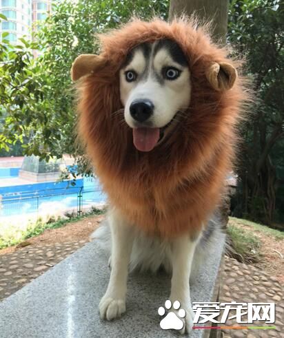 这应该是史上最二的狮子王了吧