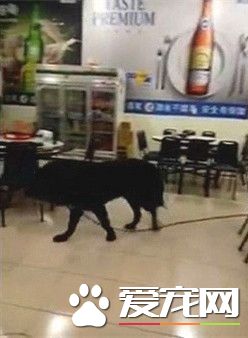 獒犬扯断绳溜出门 在热炒店逛大街吓得客人都不敢动