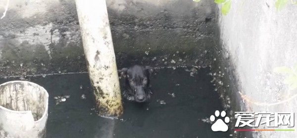 狗跌废弃鱼场险淹脖 3男跨墙踩细铁拉上岸