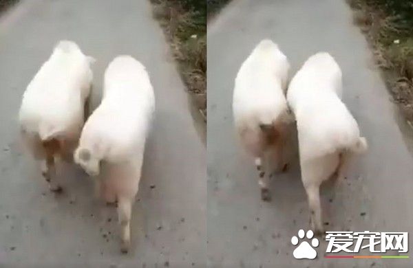 猪猪姐妹花百分百同步扭屁 画面超魔性