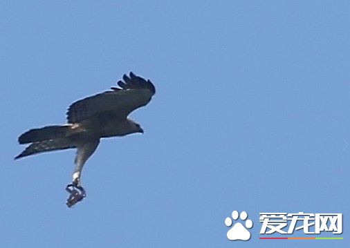 大雪山熊鹰霸气展翅 以为抓猎物竟是捕兽夹断脚