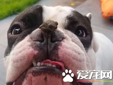 蟾蜍爬狗狗额头看风景 斗牛犬紧盯变斗鸡眼