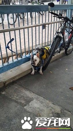 狗狗被遗弃在天桥吹风 法斗惨变骷髅见食物就狂吃