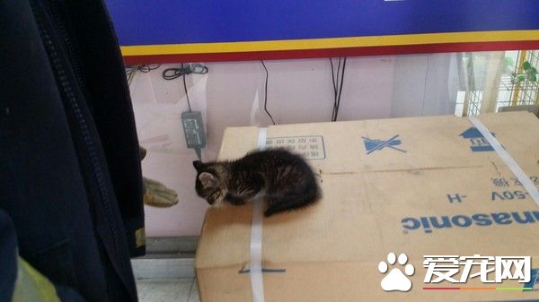 柱子内传出猫咪叫声 消防员小心救出受困猫咪