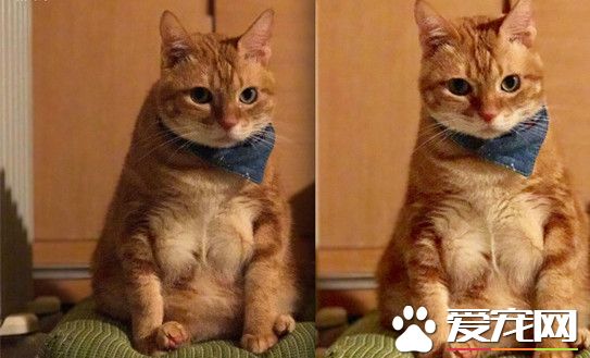 多肉橘猫练出胸肌 筋肉炸裂竟只是毛发引起