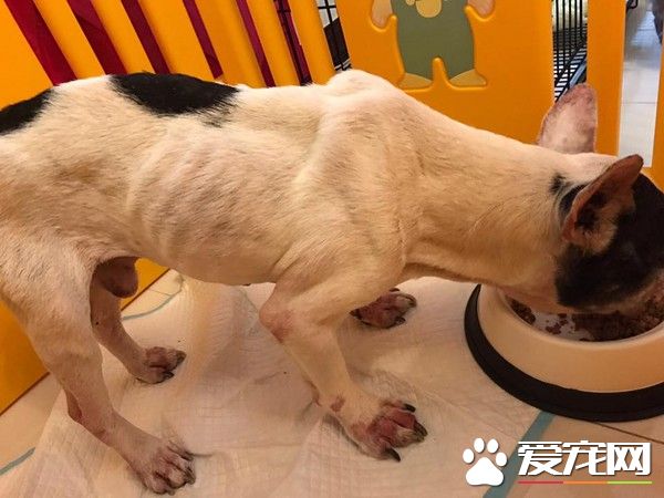 狗狗被遗弃在天桥吹风 法斗惨变骷髅见食物就狂吃