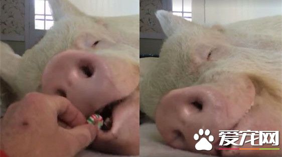 迷你猪5年后变懒猪 糖果诱惑起床却吃了继续睡