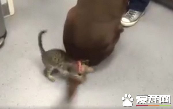 小猫咪遇见超大逗猫棒 超兴奋噗抓遭甩脸