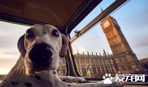 世界上第一辆狗观光巴士 绕行伦敦最佳路线