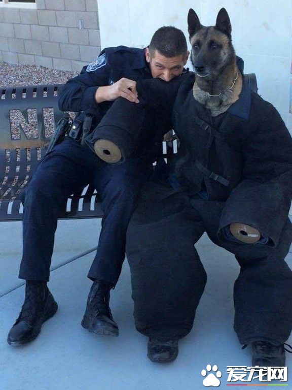 警犬穿训练服体验被咬的感觉 一脸无奈的表情