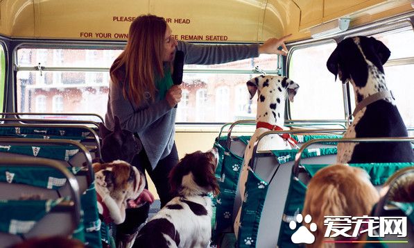 世界上第一辆狗观光巴士 绕行伦敦最佳路线