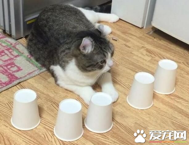 猫咪练成火眼金睛猜被子零失误 5个也能轻易猜出