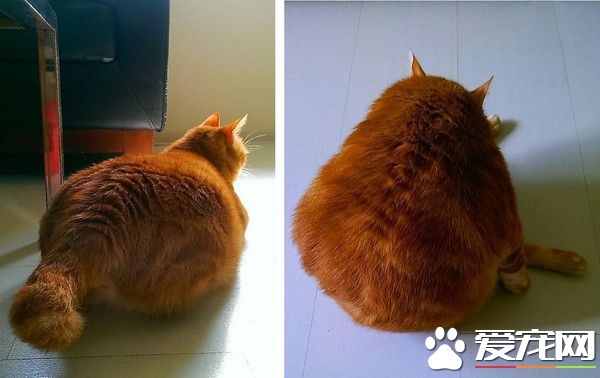 多肉橘猫练出胸肌 筋肉炸裂竟只是毛发引起