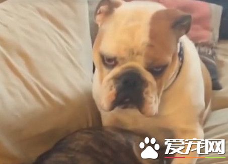 狗狗调戏一半太舒服睡着了 斗牛犬眼神错愕