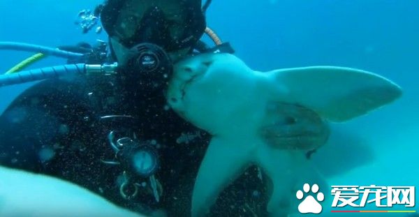 认识7年 澳洲男子每次潜水大鲨鱼就游来撒娇