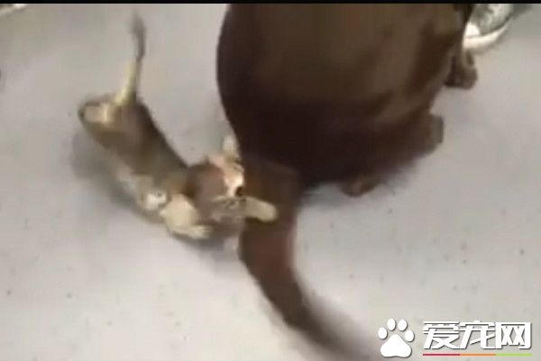 小猫咪遇见超大逗猫棒 超兴奋噗抓遭甩脸