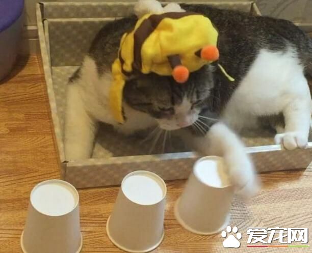 猫咪练成火眼金睛猜被子零失误 5个也能轻易猜出