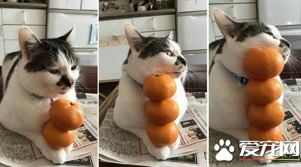 讨厌橘皮却不抵抗 猫咪挑战橘子叠叠乐无奈