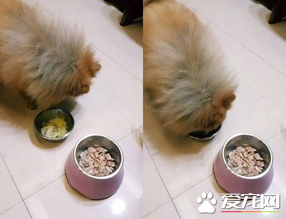 满满鸡腿肉晾旁边 挑嘴狗看见蔬菜就狂吃