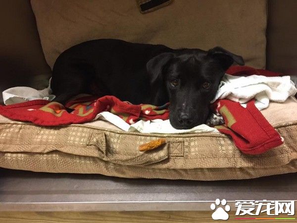 狗狗遭弃收容所恐惧面壁 得到救援却只敢用爬的出去