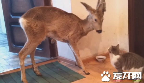 野鹿闯入大门直攻猫咪饭碗 猫咪整个都吓傻了