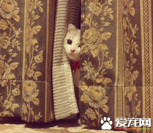 萌猫听到主人叫名字 龟速从窗帘中露半张脸