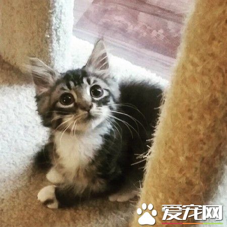 猫咪天生没有肘关节 装上假肢竟成绝美萌猫