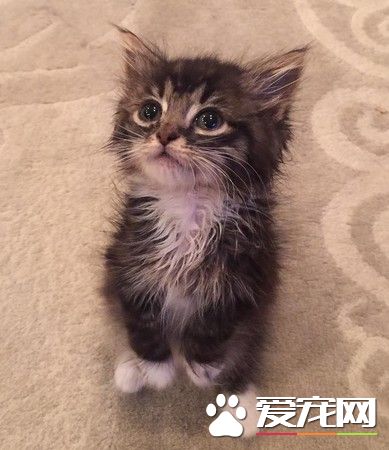 猫咪天生没有肘关节 装上假肢竟成绝美萌猫