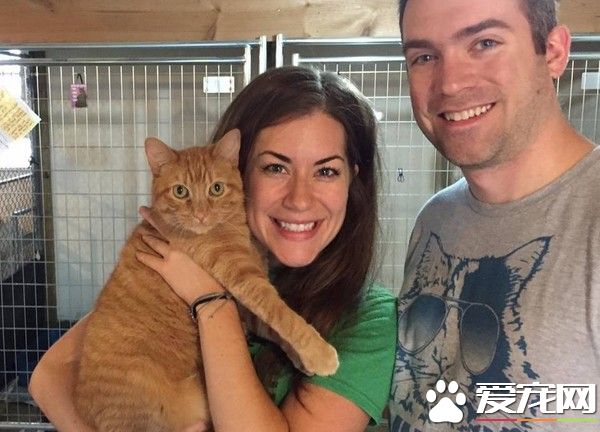 夫妻俩开四天三夜的车 只为领养遭遗弃的橘猫