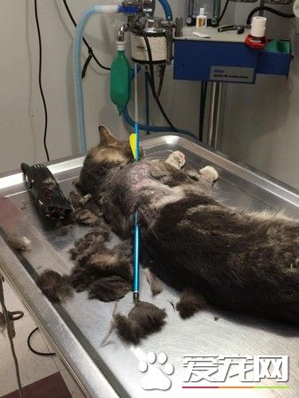 猫咪背上被长箭贯穿 惊恐疼痛但仍乖乖配合治疗