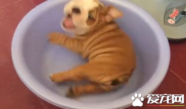 沙皮狗卡脸盆20秒 最后竟是用这种方式逃脱