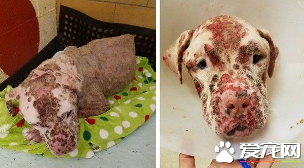狗狗被蜂群狂咬更是被弃养 如今抹平伤疤找到最爱的人