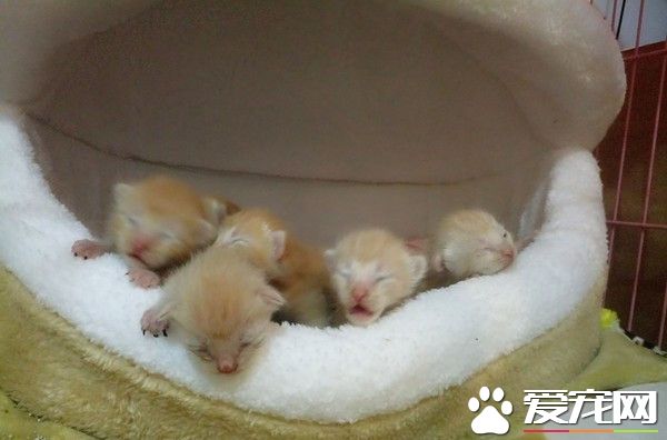 7只小萌猫躲猫窝取暖 被窝好像一只哈仔