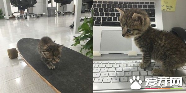 遭人丢纸箱遗弃 猫咪得到20人宠爱更学会玩滑板
