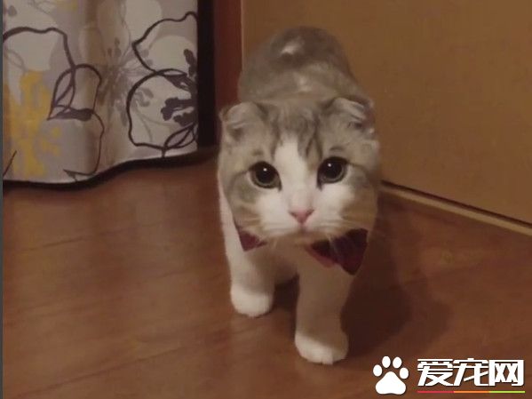 萌猫听到主人叫名字 龟速从窗帘中露半张脸