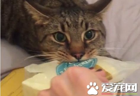 贪吃猫紧咬起司面包不放 低吼不给不许抢
