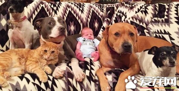 小宝宝刚出生 4只狗狗和一只猫咪抢着要照顾