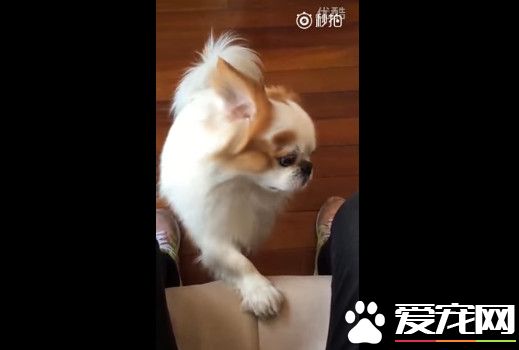 奥斯卡欠它一座小金狗 蝴蝶犬完美诠释人生苦涩