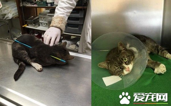 猫咪背上被长箭贯穿 惊恐疼痛但仍乖乖配合治疗