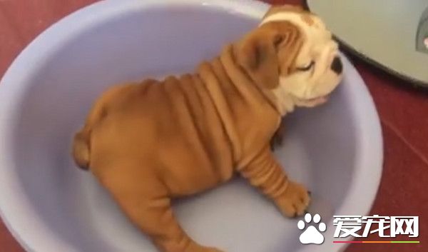 沙皮狗卡脸盆20秒 最后竟是用这种方式逃脱