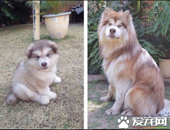 阿拉斯加雪橇犬短短几个月 竟成一头大狮子
